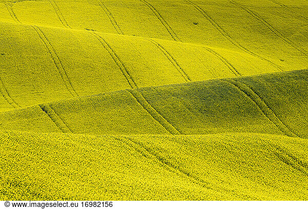 Idyllic view of rolling field with rapeseed near Kyjov  Hodonin District  South Moravian Region  Moravia  Czech Republic