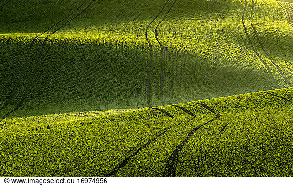 Idyllic view of rolling fields near Kyjov at sunrise  Hodonin District  South Moravian Region  Moravia  Czech Republic