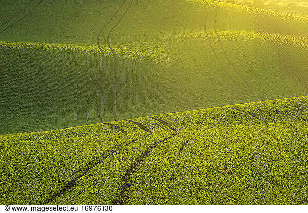 Idyllic view of rolling fields near Kyjov at sunrise  Hodonin District  South Moravian Region  Moravia  Czech Republic