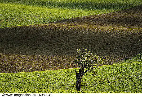 Idyllic view of solitary tree against rolling fields near Kyjov  Hodonin District  South Moravian Region  Moravia  Czech Republic