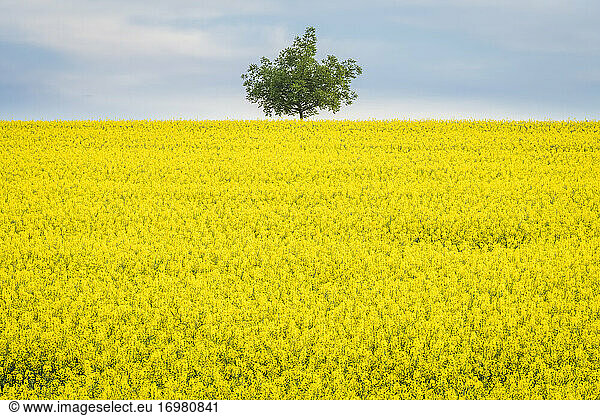 Idyllic view of solitary tree amongst fields with rapeseed near Kyjov  Hodonin District  South Moravian Region  Moravia  Czech Republic