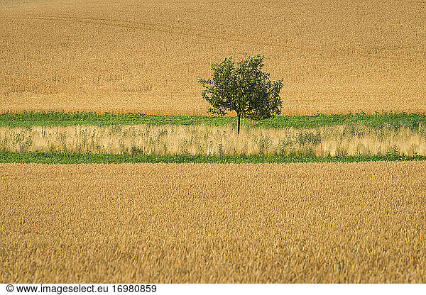Idyllic view of solitary tree in field near Kyjov  Hodonin District  South Moravian Region  Moravia  Czech Republic