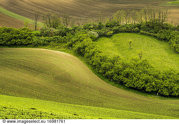Idyllic view of trees amongst rolling fields near Kyjov  Hodonin District  South Moravian Region  Moravia  Czech Republic