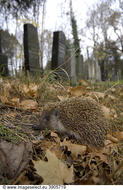 Igel (Erinaceidae) auf dem Friedhof, Wiener Zentralfriedhof, Wien, Österreich, Europa