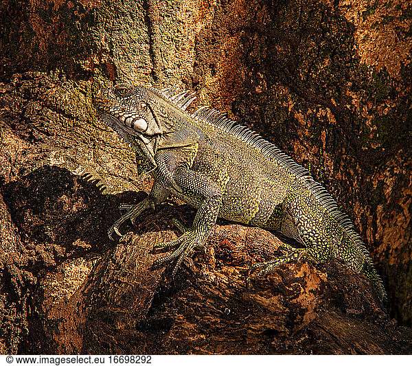 Iguana climbs a tree in Southern Colombia
