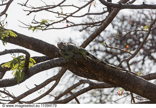 Iguana on tree branch  Samara  Costa Rica