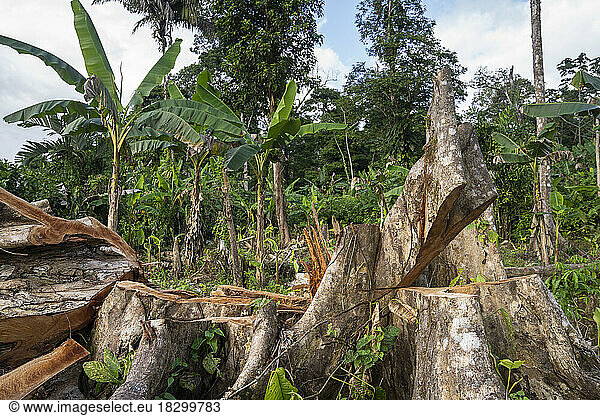 Illegal chainsaw tree cut down in February 2022 of a large tree belonging to the Terminalia family in order to enlarge the deforested area to establish a coffee plantation in the Indio Maiz biological reserve. Nicaragua  San Juan de Nicaragua