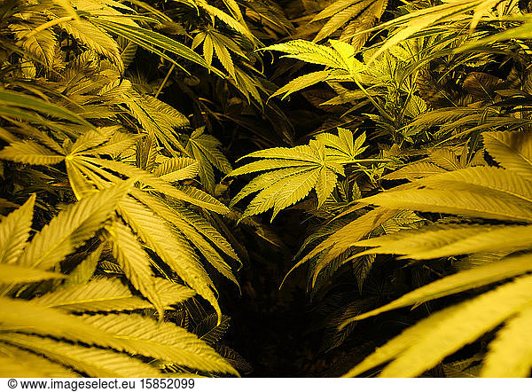 illegal marijuana planting indoors at home