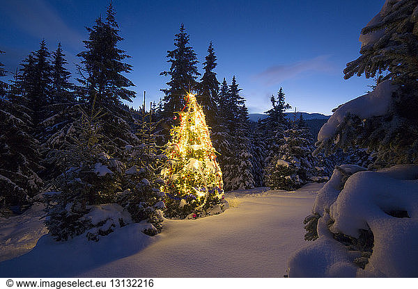 Illuminated Christmas tree on snowy landscape against sky