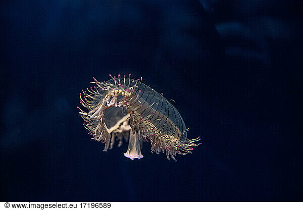 illuminated flower hat jellyfish floating in aquarium