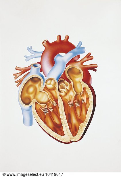 Illustration des menschlichen Kreislaufsystems  Schnitt durch das Herz