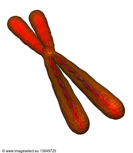 illustration of a genetic determining human chromosome. illustration of ...