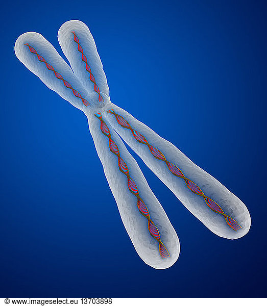 illustration of a genetic determining human chromosome. illustration of ...