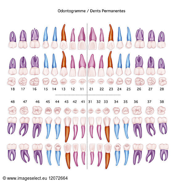 Illustration of an odontogram of permanent teeth Illustration of an ...