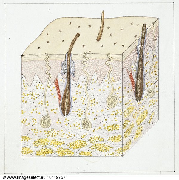 Illustration of cutis Illustration of cutis,cutis,sweat pore,square ...