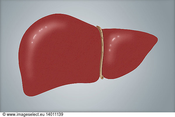 Illustration of Healthy Liver Illustration of Healthy Liver,computer ...