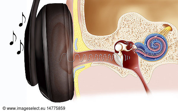 Eardrum Membrane Pictures - 346 Stock Photos And Images