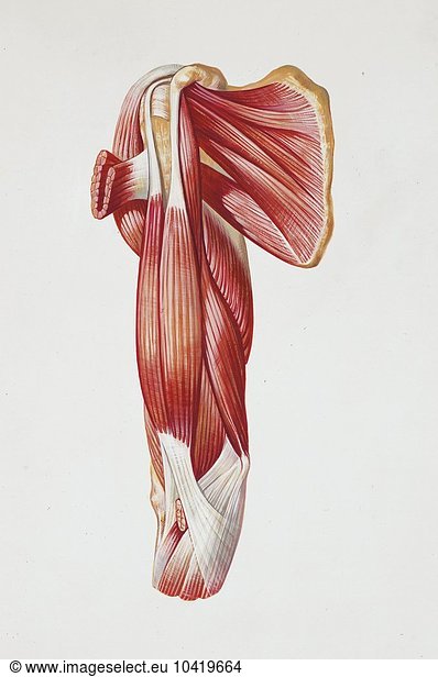 Illustration of human muscles  biceps brachii muscle