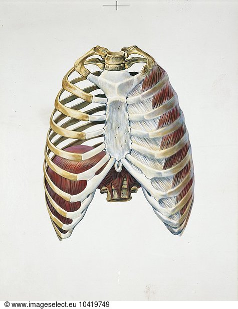 Illustration of human ribcage  section