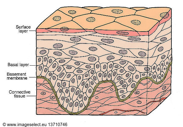 Illustration of stratified squamous epithelium Illustration of ...