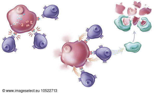 Illustration of the destruction of foreign cells by the immune system. Each cell has a specific identity  shown on the surface by markers. When the lymphocyte receptors (purple) don’t recognise these markers  they consider the cells to be foreign (pink) a
