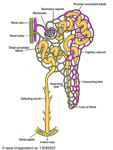 Illustration of the nephron (the basic structural and functional unit ...