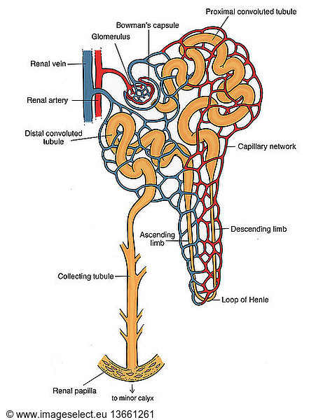 Illustration of the nephron (the basic structural and functional unit ...