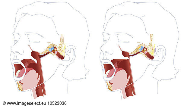 Illustration of the oral passageways Illustration of the oral ...