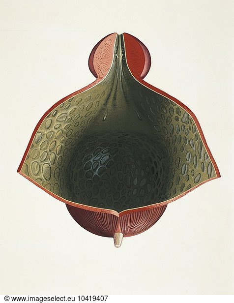 Illustration of urinary bladder