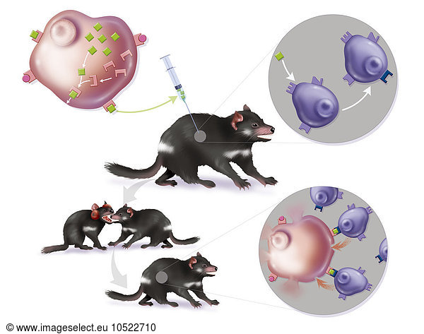 Illustration of vaccinating the Tasmanian Devil against a highly contagious form of cancer. Cancer in the Tasmanian Devil is transmitted by bites. The cancer cells produce specific markers (green) but the Tasmanian Devil’s immune system does not recognise