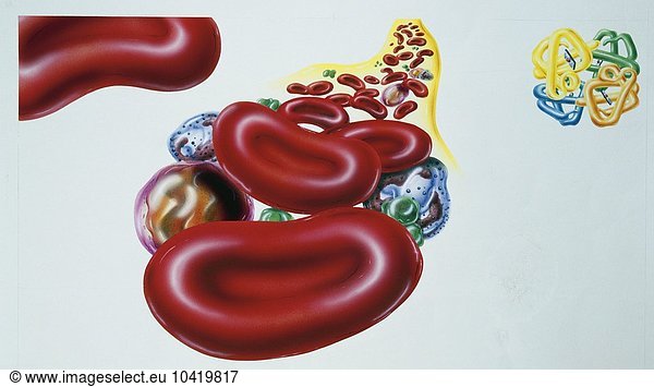 Illustration showing blood cells