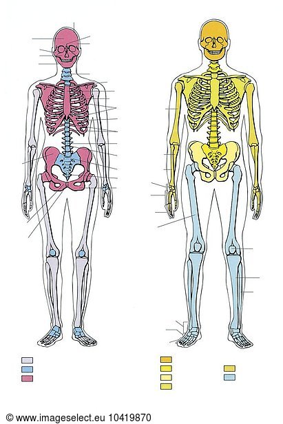 Illustration showing comparison and morphological differences of male and female skeleton