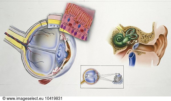 Illustration showing cross section of human eye and ear