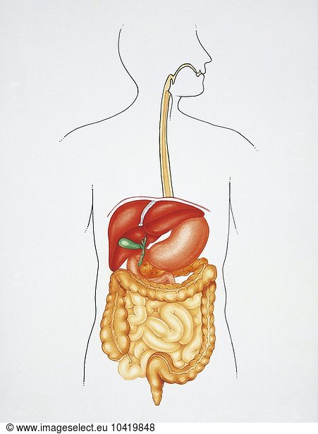 Illustration showing human digestive system