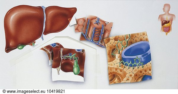 Illustration showing human liver