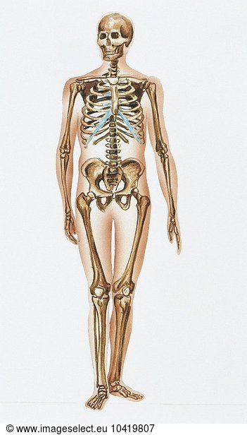 Illustration showing human motor system