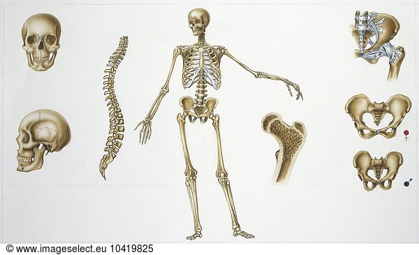 Illustration showing human skeletal system