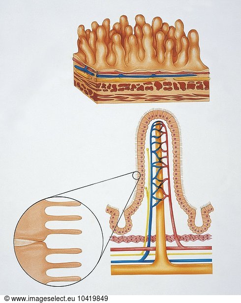Illustration showing intestinal villi