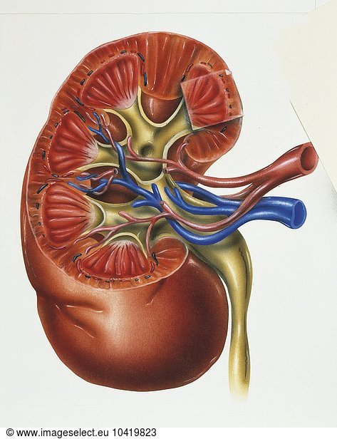 Illustration showing kidney