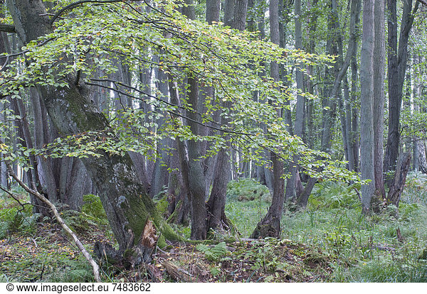 Im Darßwald  Rotbuche (Fagus sylvatica)  Schwarzerlen (Alnus glutinosa)  Mecklenburg-Vorpommern  Deutschland  Europa