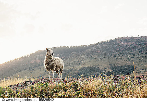 Im Feld stehendes Schaf mit Bergen im Hintergrund