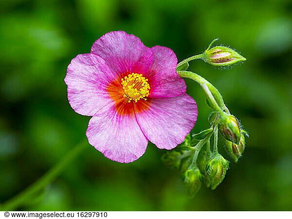 Im Frühjahr blühender rosa Storchschnabel
