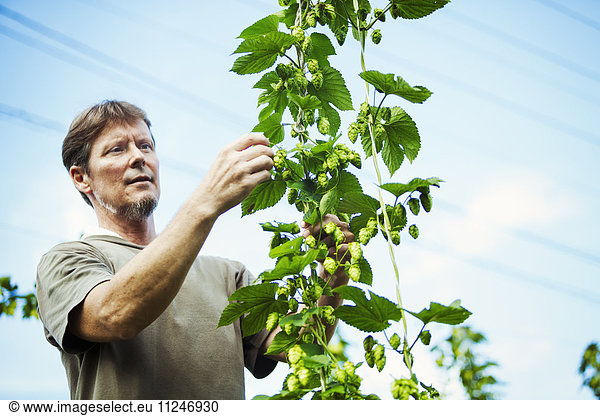 Im Freien stehender Mann  der Hopfen von einer hohen blühenden Rebe mit grünen Blättern und kegelförmigen Blüten pflückt  um Bier zu aromatisieren.