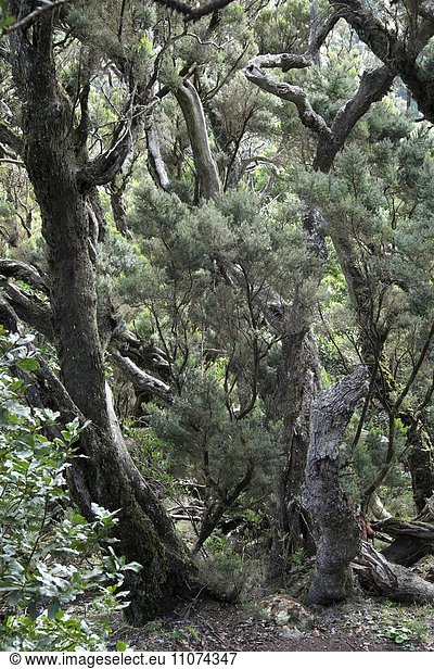 Im Lorbeerwald, Nationalpark Garajonay, La Gomera, Kanarische Inseln, Spanien, Europa