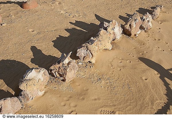 Im Sand freigelegtes Walskelett im Wadi El Hitan  Tal der Fossilien  Ägypten