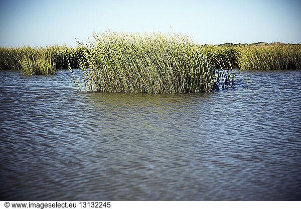 Im See wachsende Pflanzen