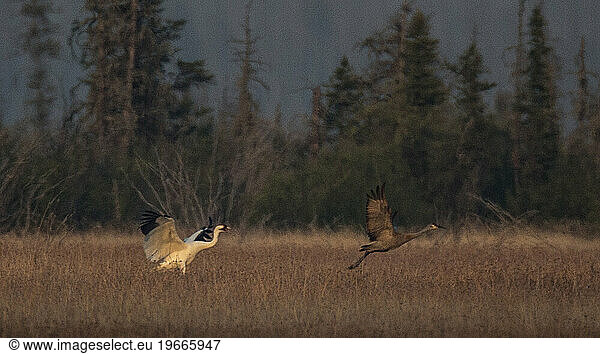 Images from Wood Buffalo National Park the nesting ground for the endangered Whooping Crane.