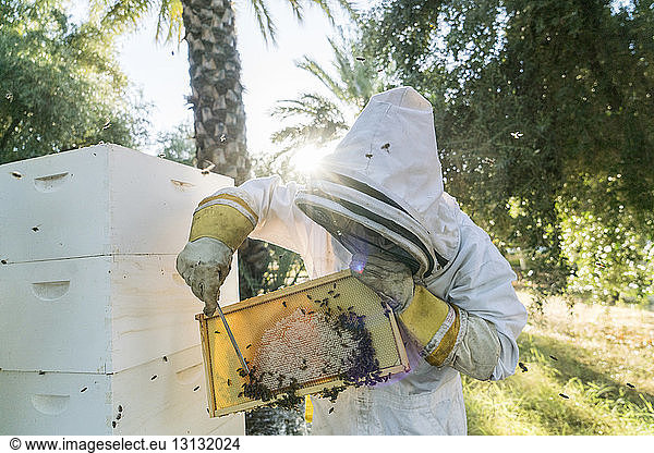 Imker entfernt Bienen auf Wabe im Rahmen