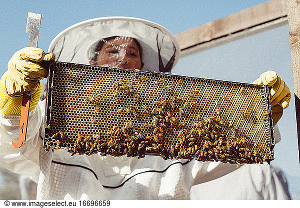 Imker hält Bienen in einem Bienenanzug