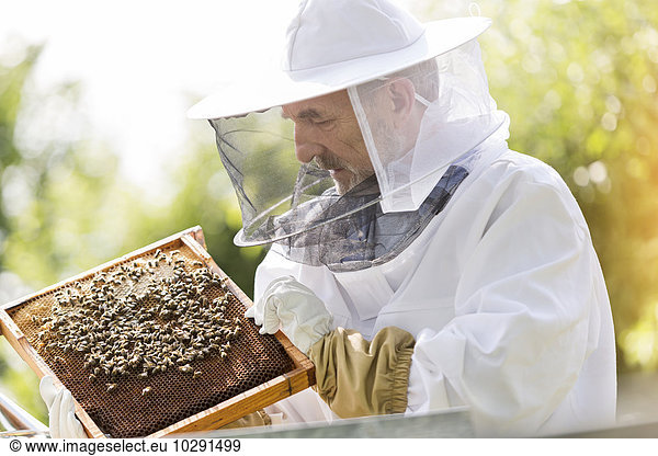 Imker im Schutzanzug untersucht Bienen auf der Wabe